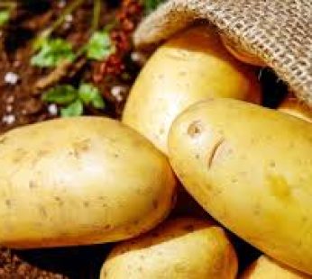 PATATE